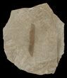 Fossil Caesalpinia Leaf - Green River Formation #16318-1